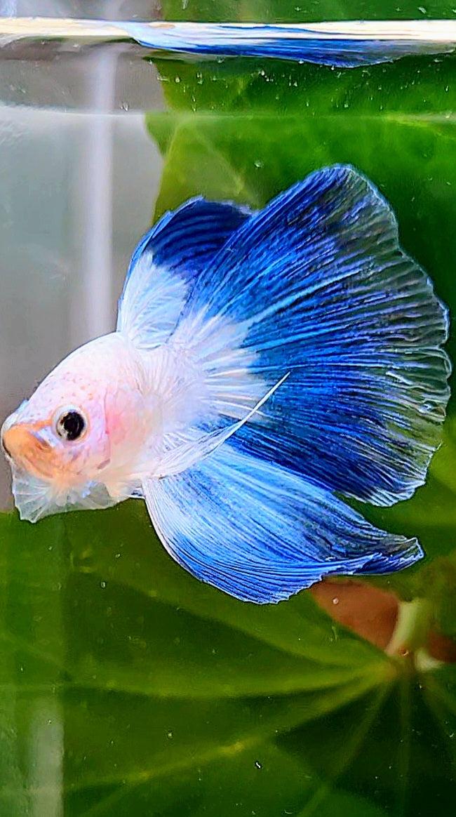 HALFMOON BLUE RIM BUTTERFLY BETTA FISH