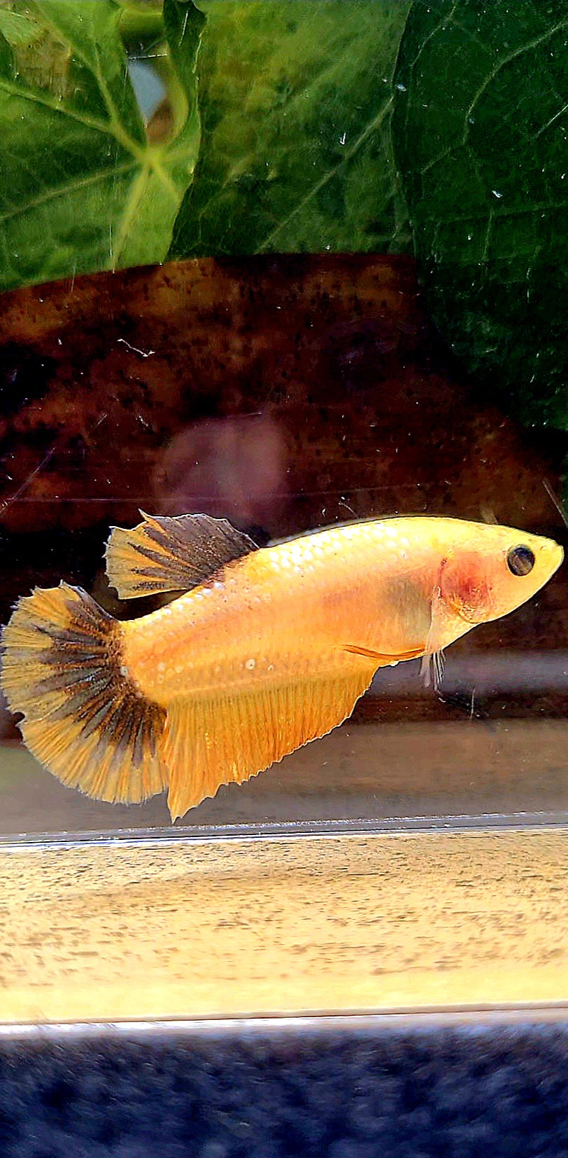 FEMALE PLAKAT YELLOW FANCY UNIQUE BETTA FISH
