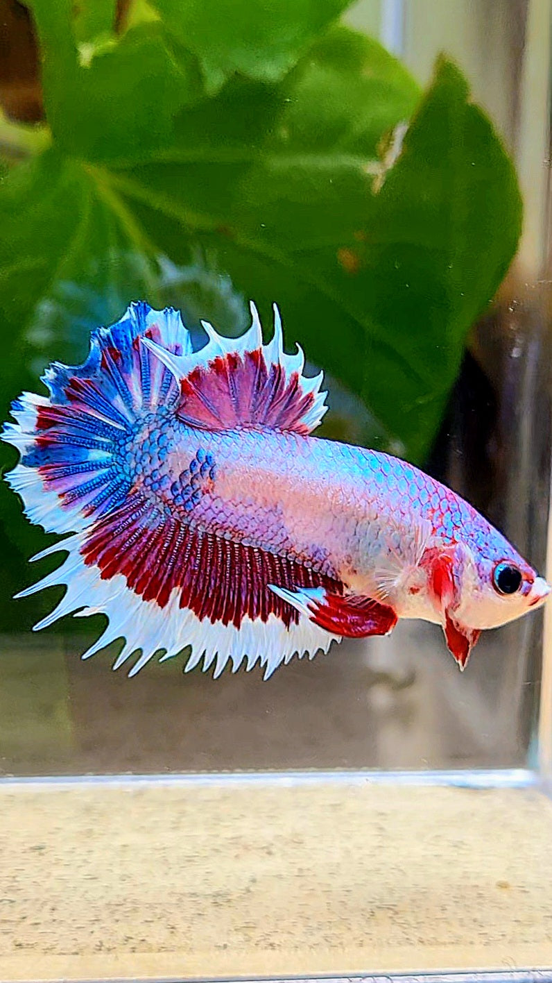 CROWNTAIL PLAKAT PINK FANCY FLAMINGGO BUTTERFLY BETTA FISH