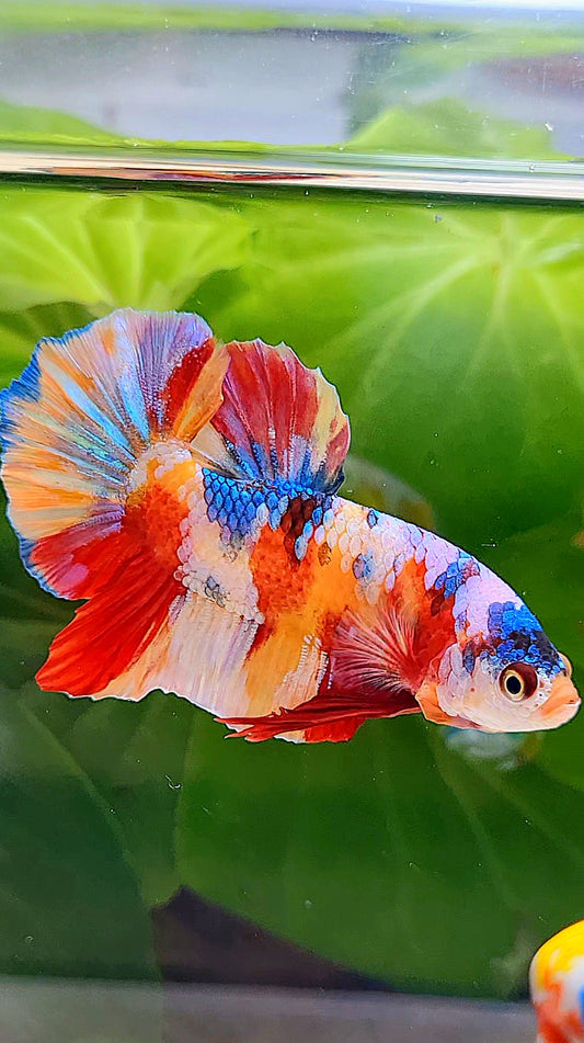 PLAKAT YELLOW RED GALAXY MULTICOLOR BETTA FISH
