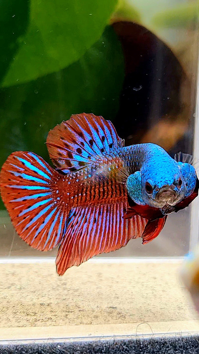 PLAKAT ALIEN BLUE GREEN HYBRID WILD BETTA FISH