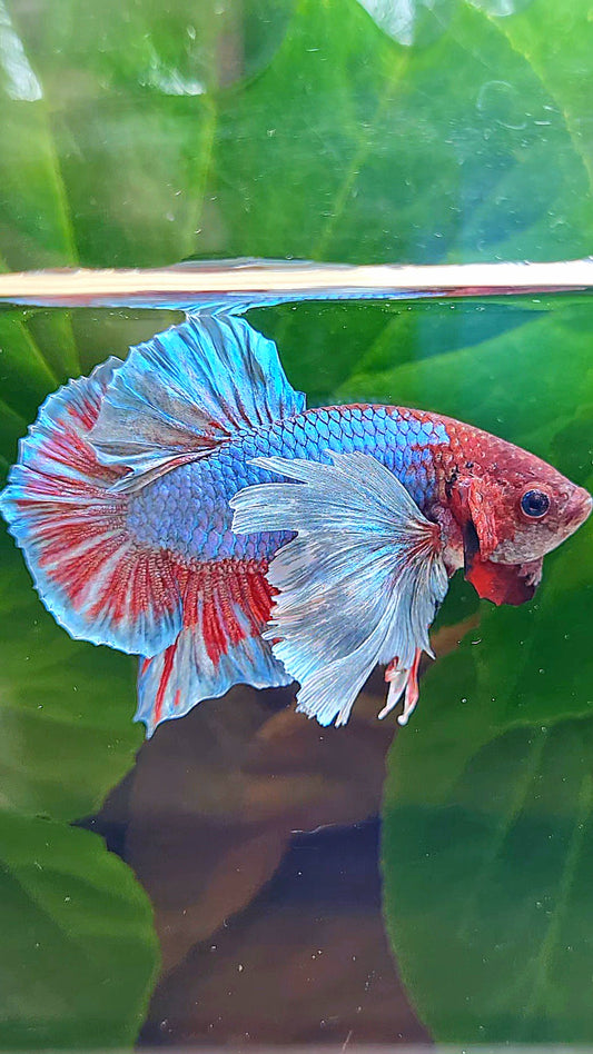 PLAKAT DUMBO ONE EAR BLUE RED TURQUOISE BETTA FISH