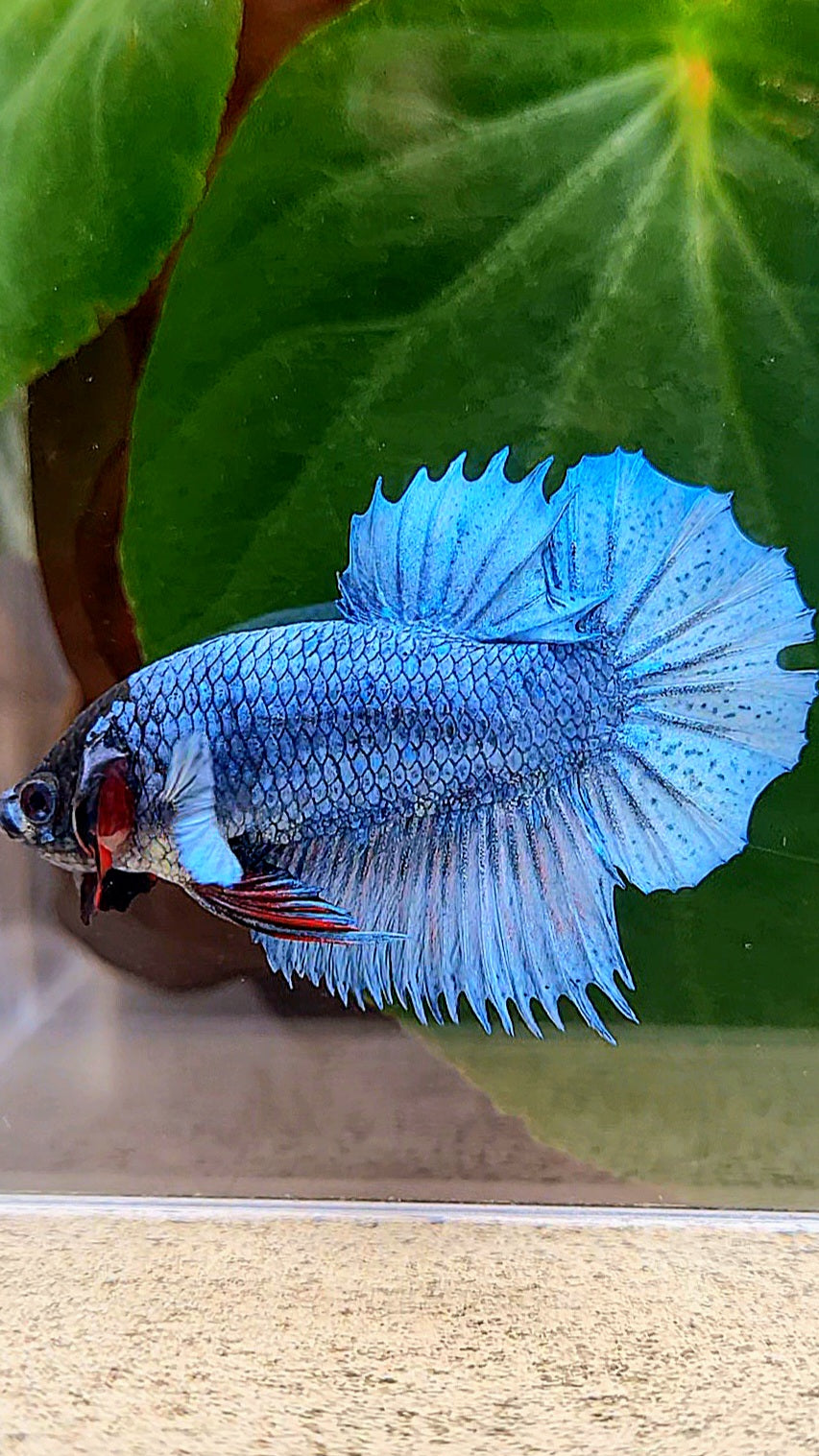 CROWNTAIL PLAKAT STEEL BLUE BLACK FACE BETTA FISH