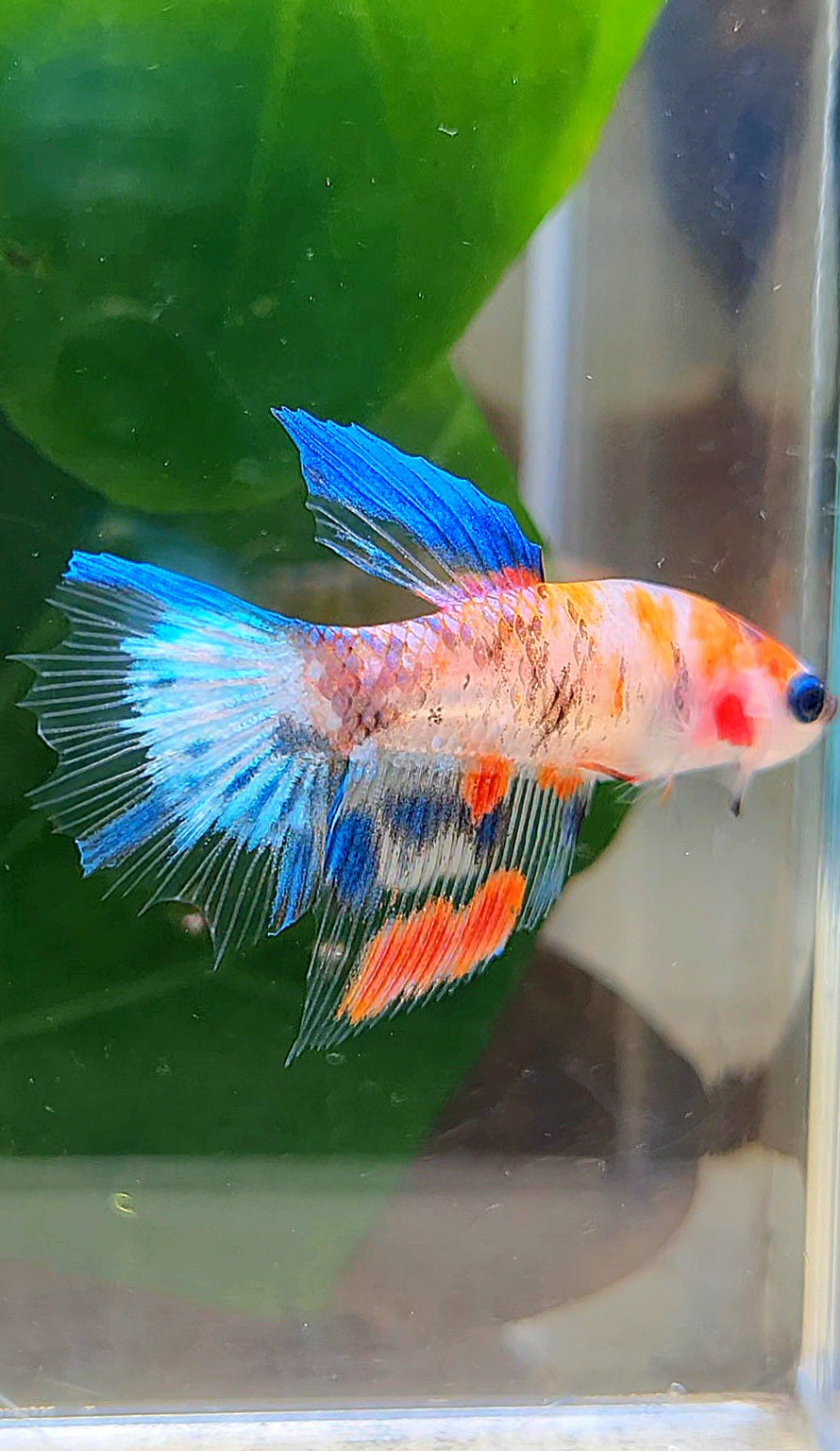 FEMALE HALFMOON KOI MULTICOLOR BETTA FISH