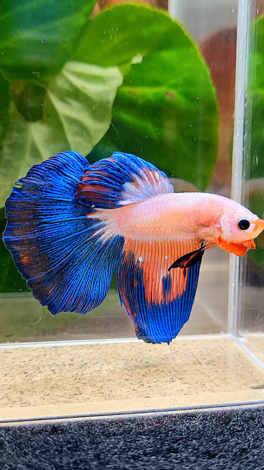 HALFMOON PINK FANCY FLAMINGGO BLUE BETTA FISH