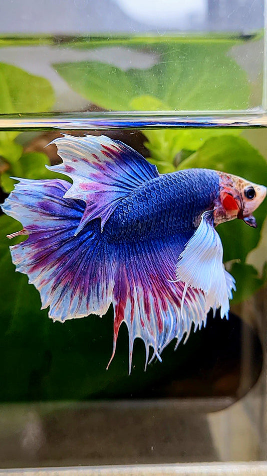 HALFMOON DUMBO EAR PURPLE BLUE FANCY BETTA FISH