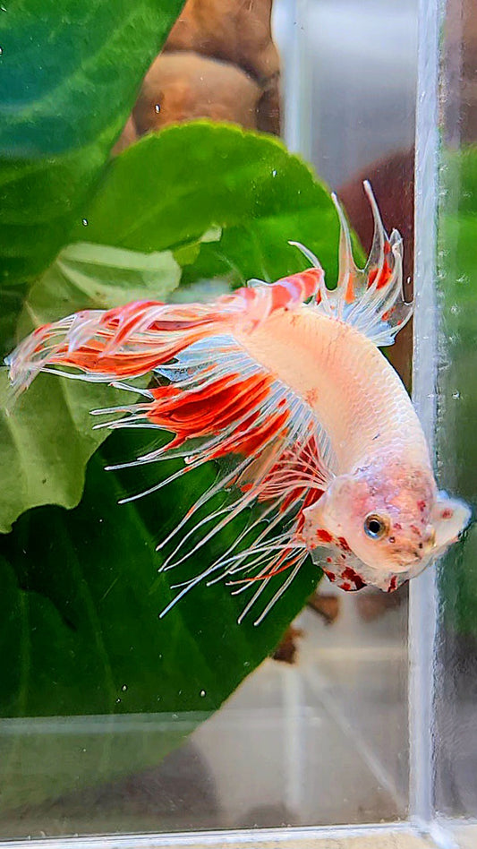 CROWNTAIL ARMAGEDDON BETTA FISH