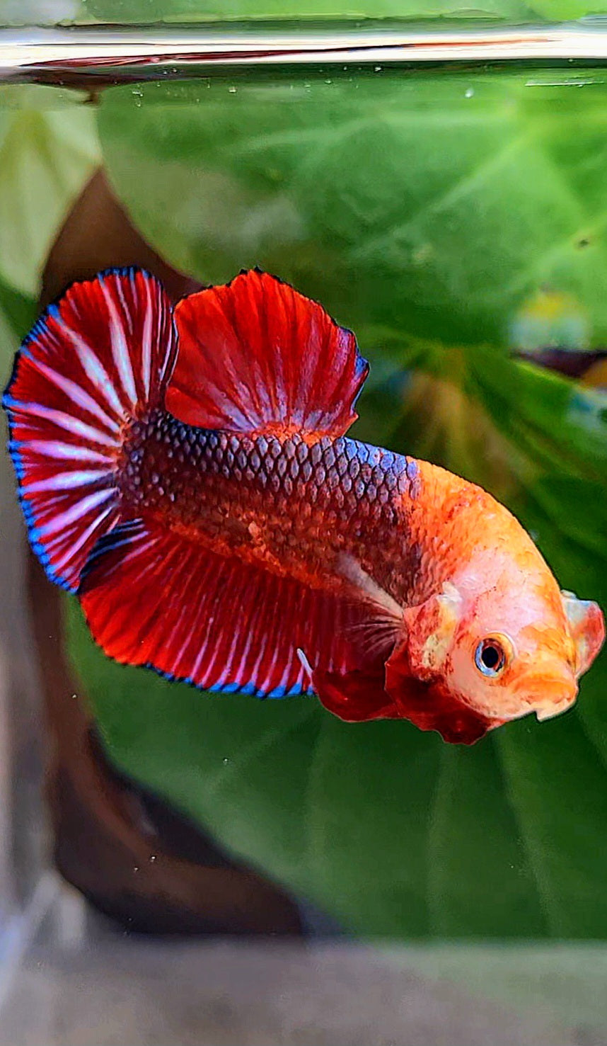 PLAKAT RED FANCY MONKEY FACE BETTA FISH