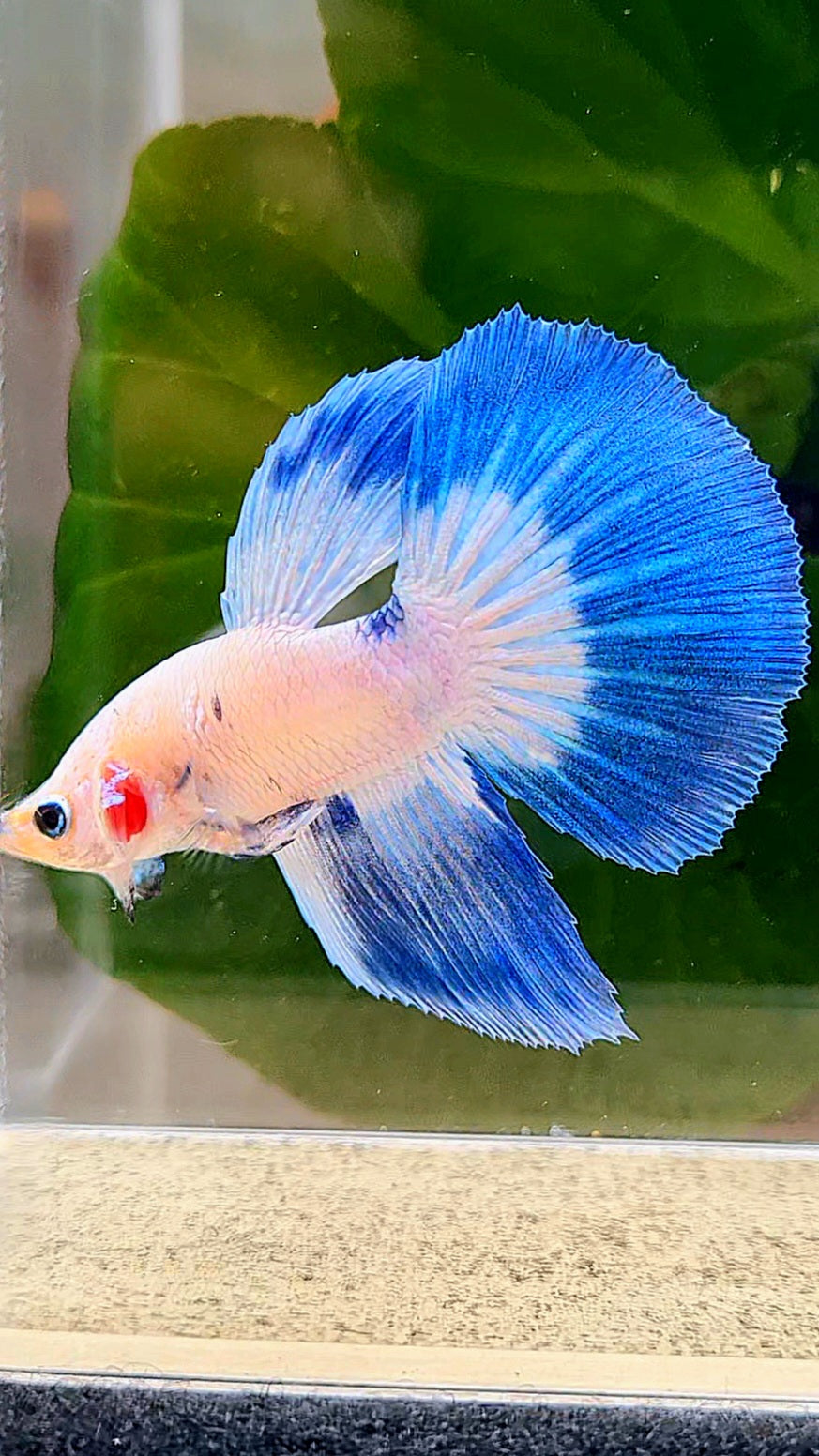 HALFMOON BLUE RIM DOTS MARBLE BETTA FISH