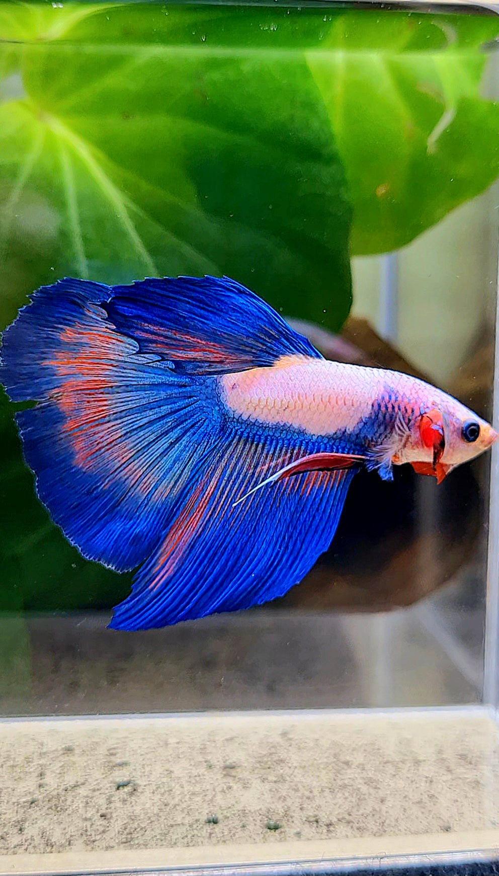 HALFMOON BLUE RIM FLAMINGGO BETTA FISH