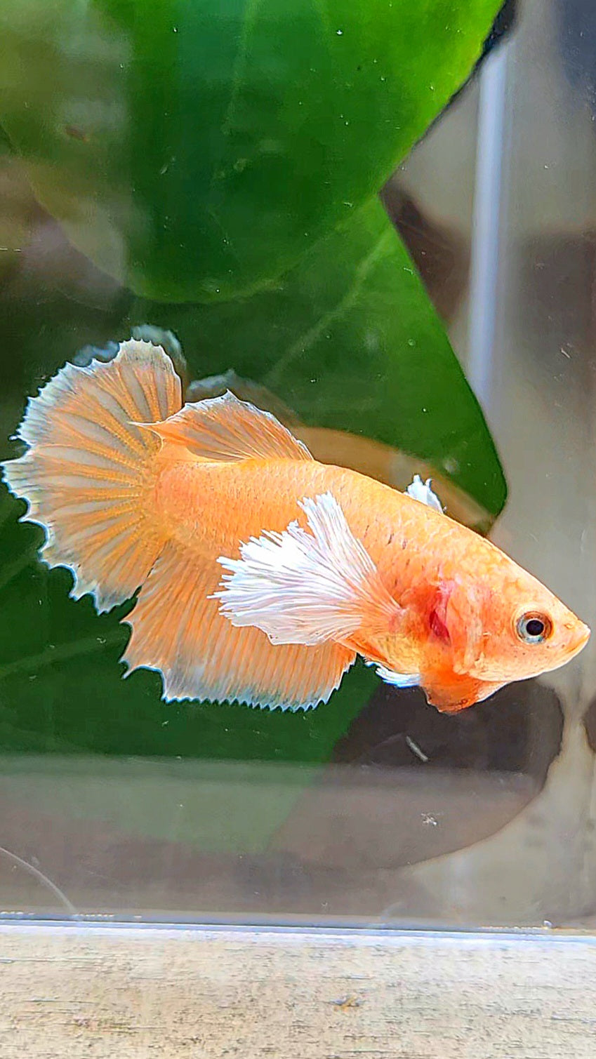 FEMALE HALFMOON DUMBO EAR ORANGE BETTA FISH