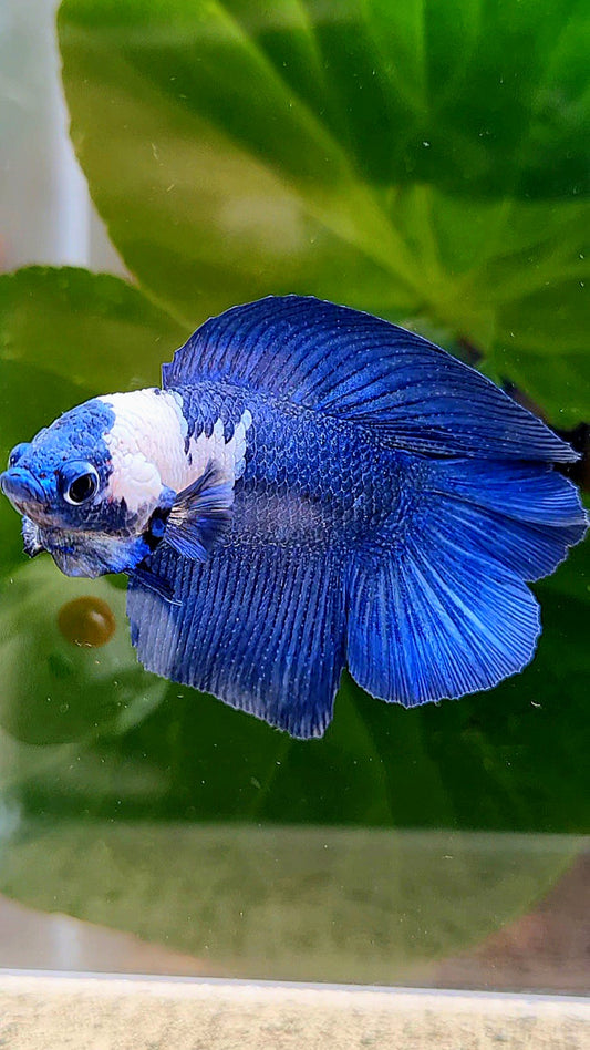 HALFMOON DOUBLE TAIL BLUE PANDA BETTA FISH