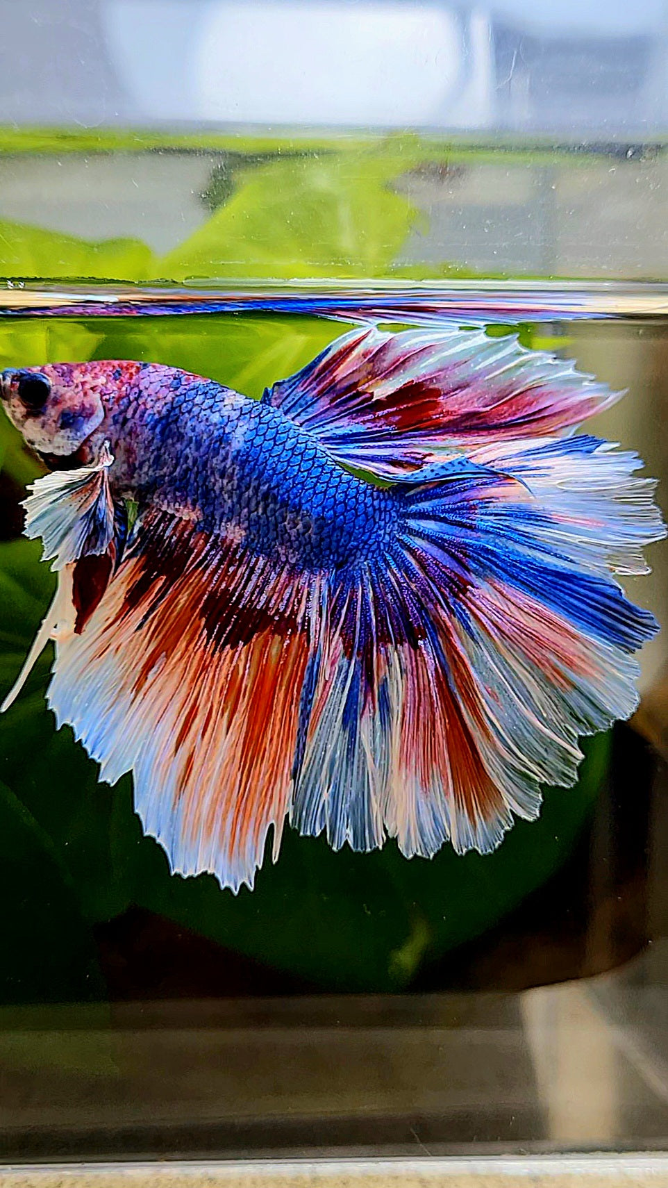 XL HALFMOON ROSETAIL BIG EAR BLUE FANCY MULTICOLOR BETTA FISH