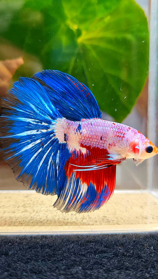 HALFMOON ROSETAIL PINK BLUE FANCY RIM BETTA FISH