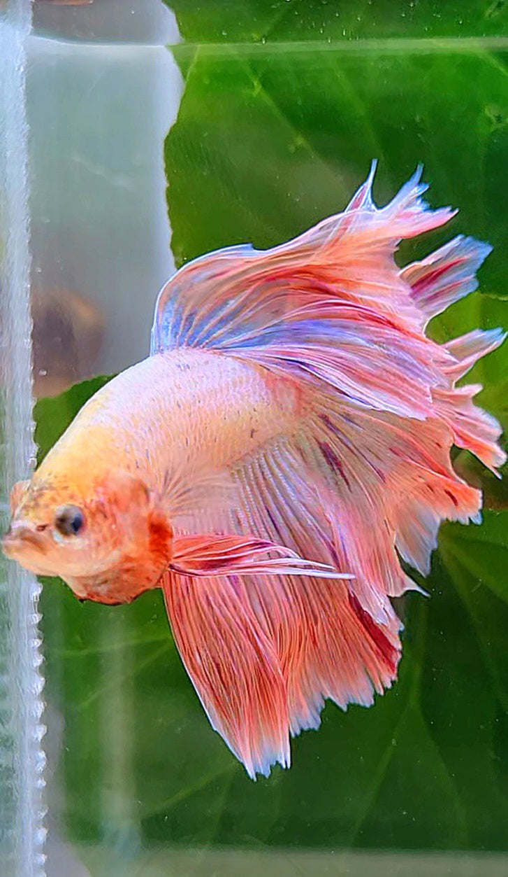 HALFMOON PINK FANCY FLAMINGGO ARMAGEDDON BETTA FISH