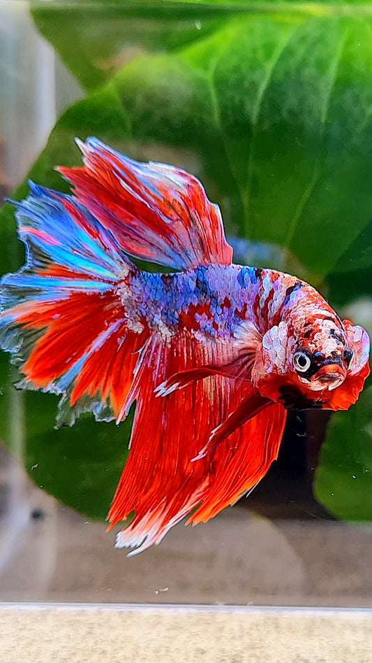 HALFMOON BARONGSAI RED WHITE GALAXY MULTICOLOR BETTA FISH