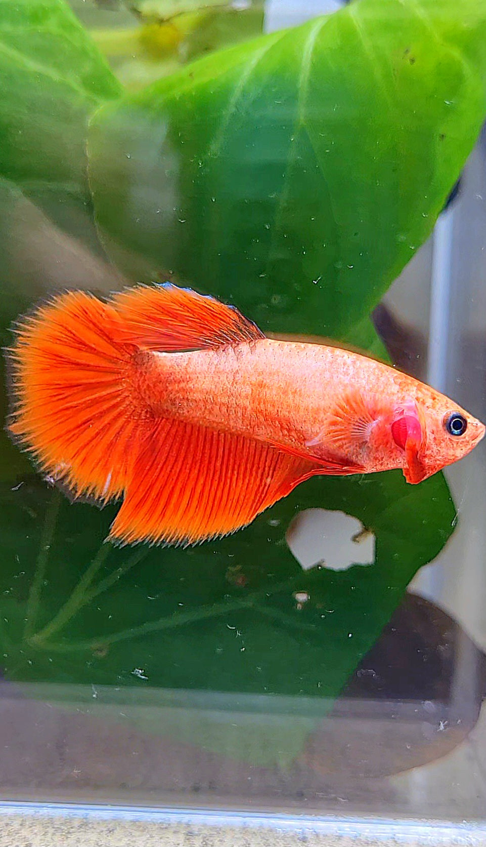 FEMALE HALFMOON RED BETTA FISH
