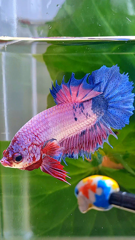 CROWNTAIL PLAKAT PURPLE BLUE FANCY BETTA FISH