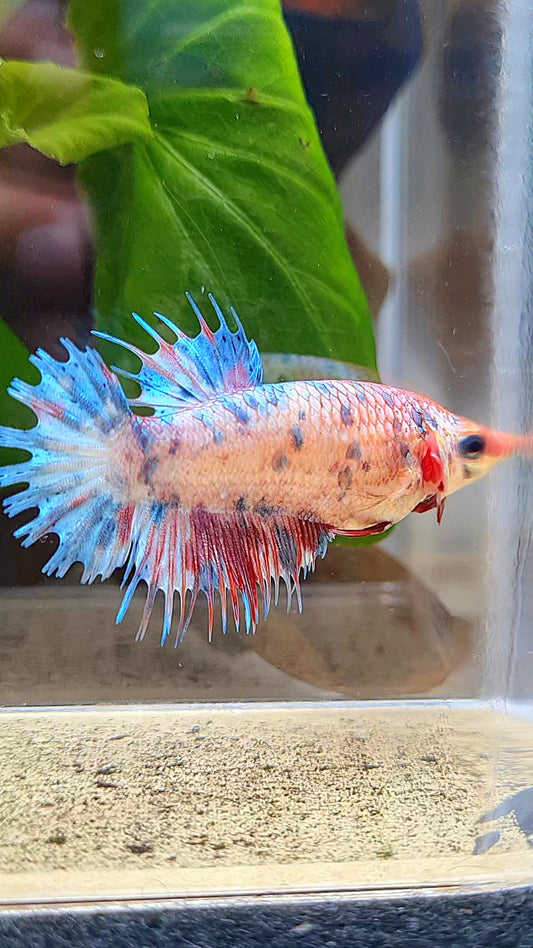 FEMALE CROWNTAIL CANDY MULTICOLOR BETTA FISH