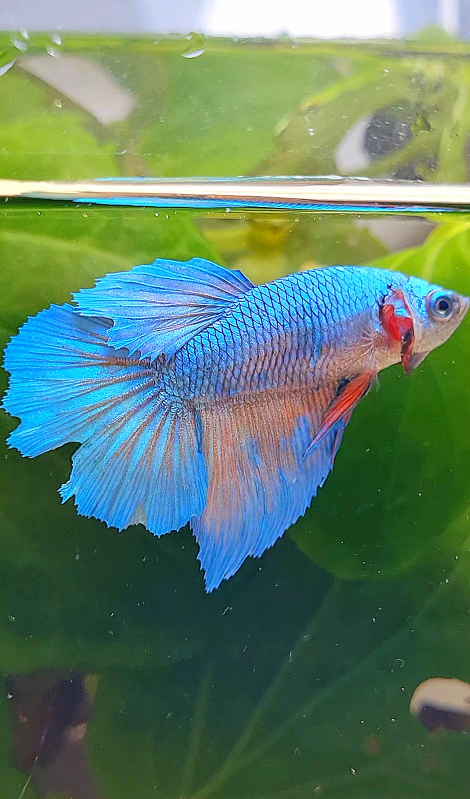 FEMALE HALFMOON BLUE ORANGE WASH BETTA FISH