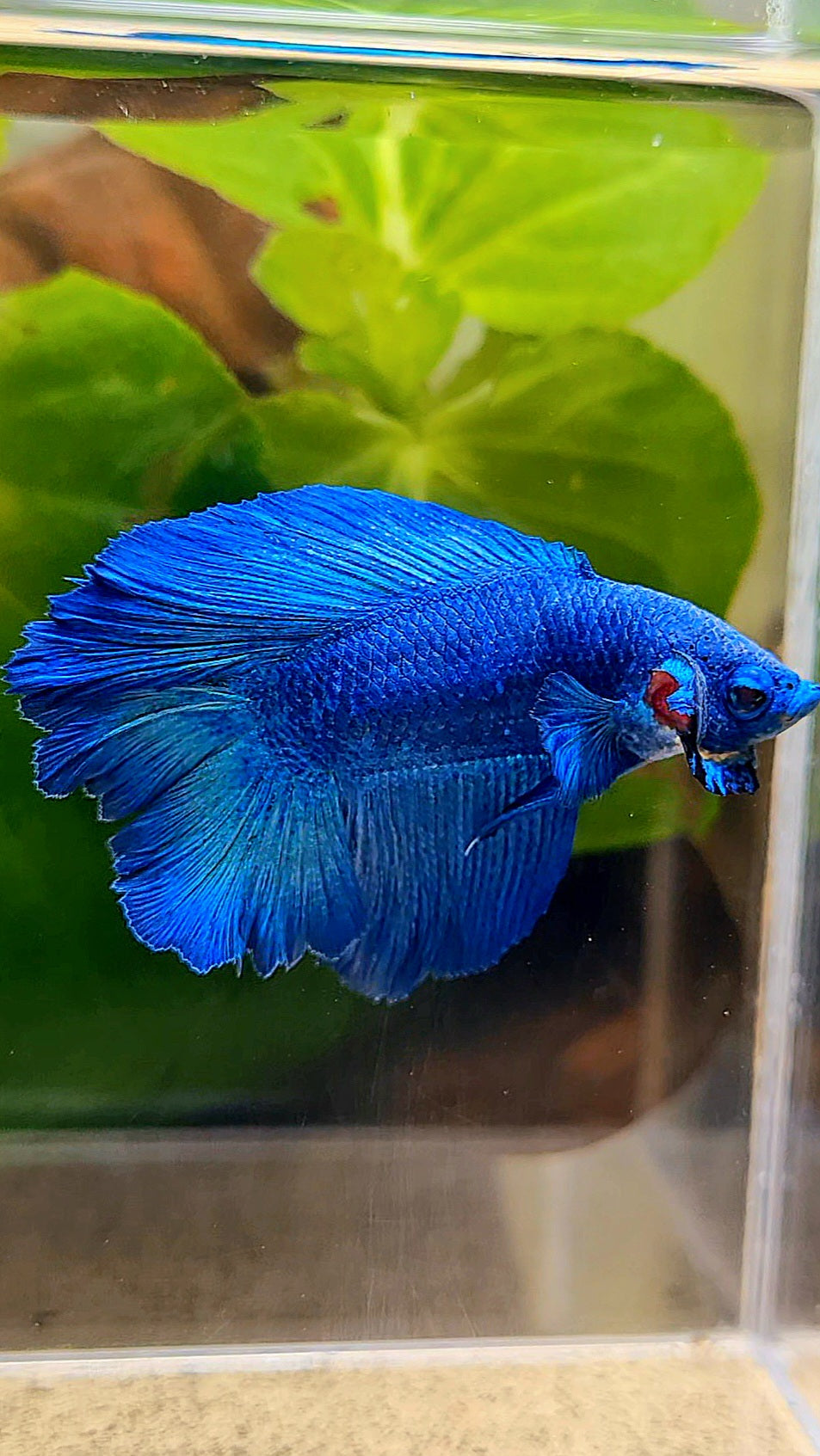 HALFMOON DOUBLE TAIL BLUE BETTA FISH