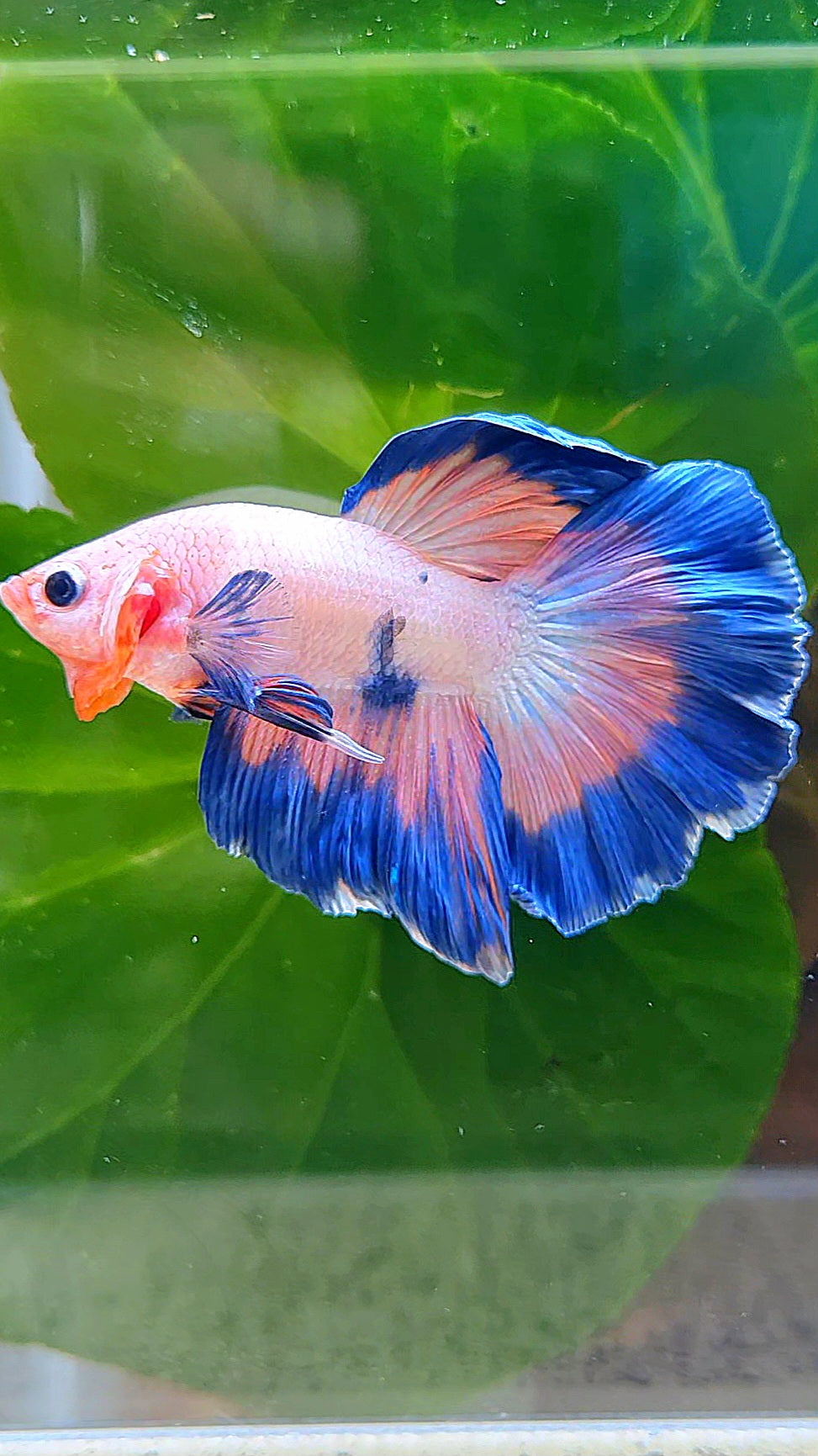 HALFMOON ROSETAIL PINK FANCY FLAMINGGO BLUE DOT BETTA FISH