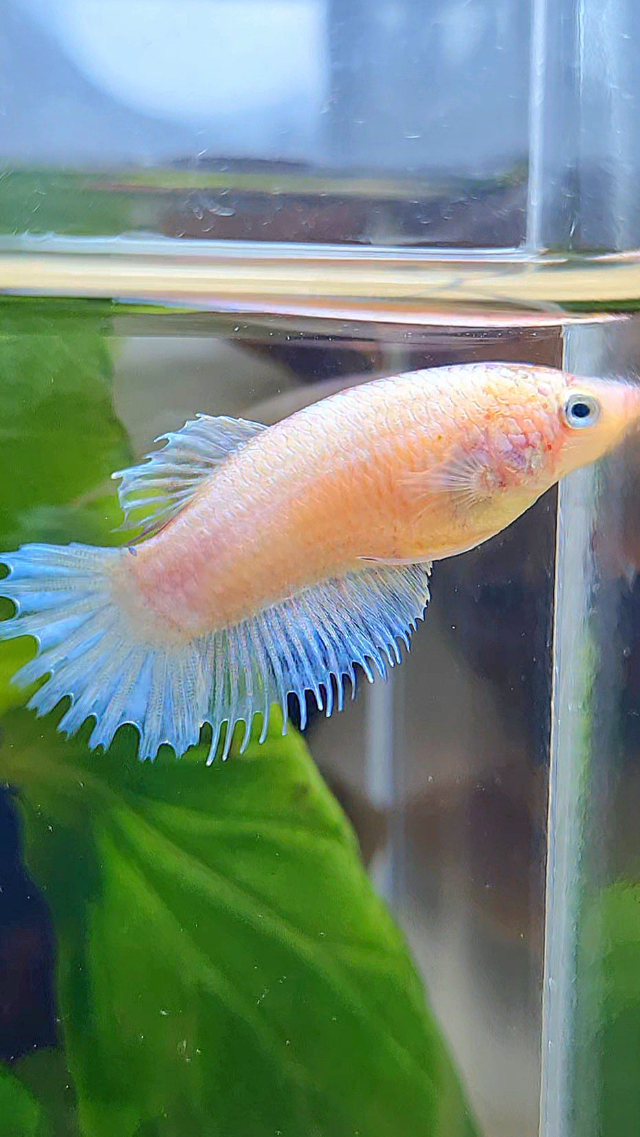 FEMALE CROWNTAIL PLAKAT WHITE CELLOPHANE BETTA FISH