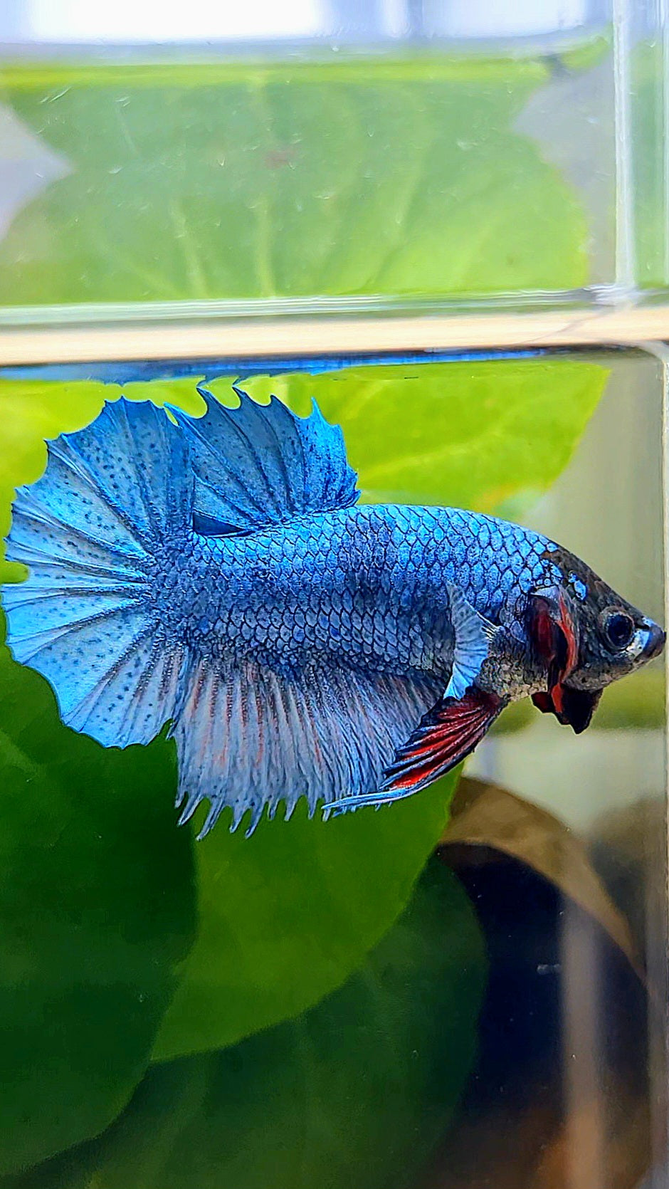 CROWNTAIL PLAKAT STEEL BLUE BLACK FACE BETTA FISH