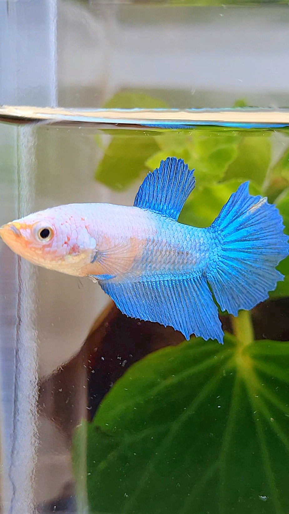 FEMALE HALFMOON BLUE WHITE FACE BETTA FISH