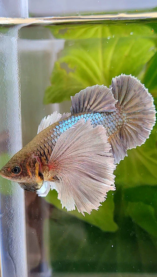 LUXURY FEMALE PLAKAT SUPER DUMBO EAR COPPER YELLOW BETTA FISH