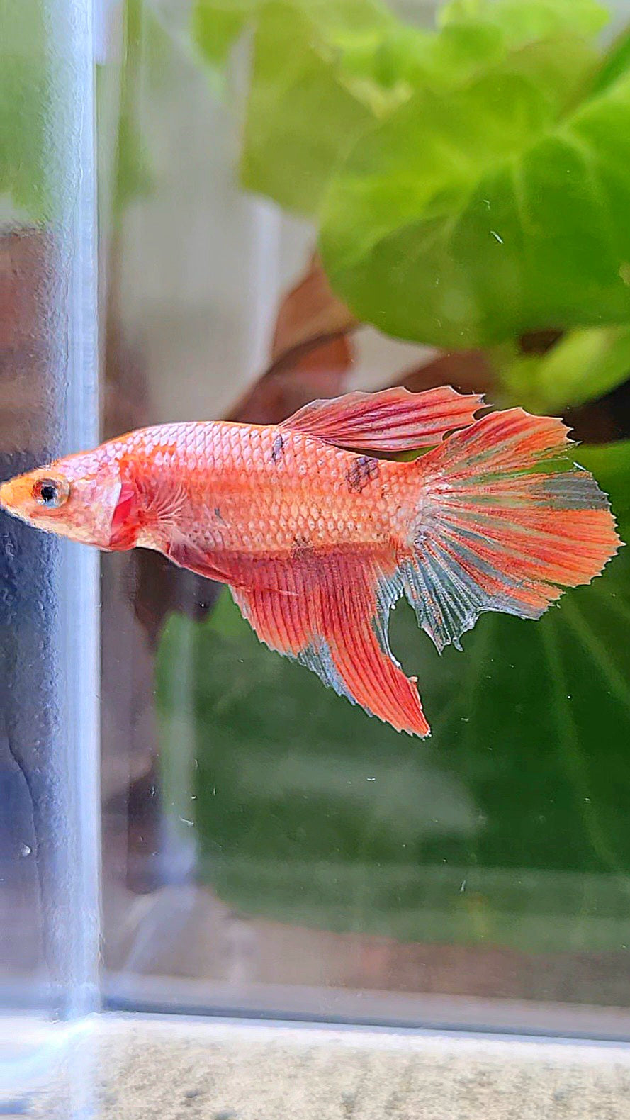 FEMALE HALFMOON RED COPPER FANCY BETTA FISH