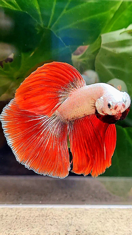 HALFMOON RED DRAGON BETTA FISH