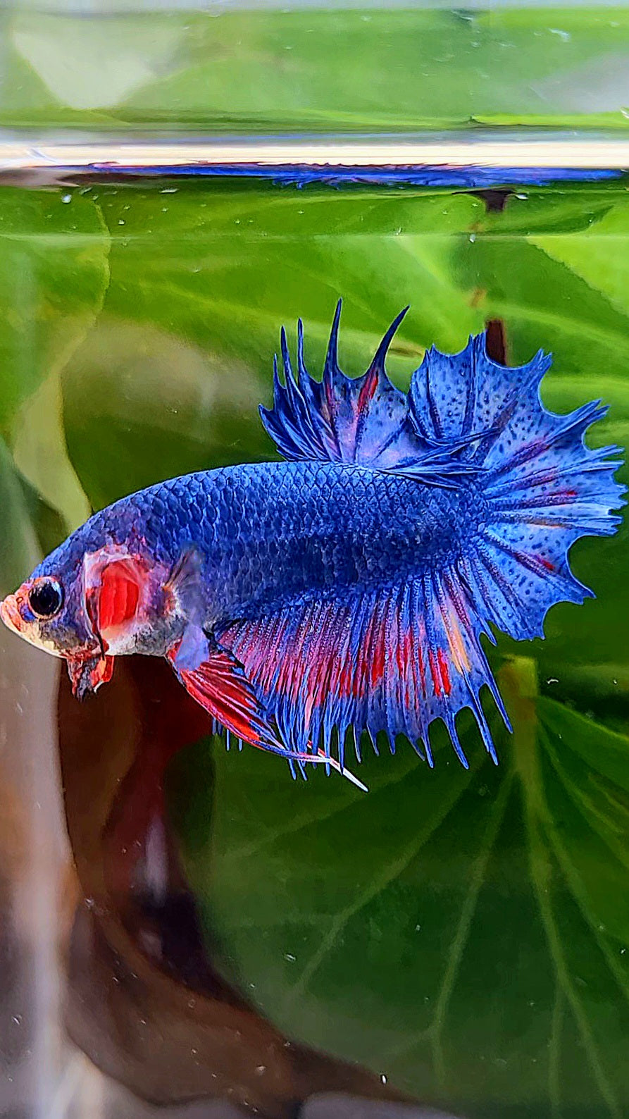 CROWNTAIL PLAKAT BLUE PINK FANCY BETTA FISH