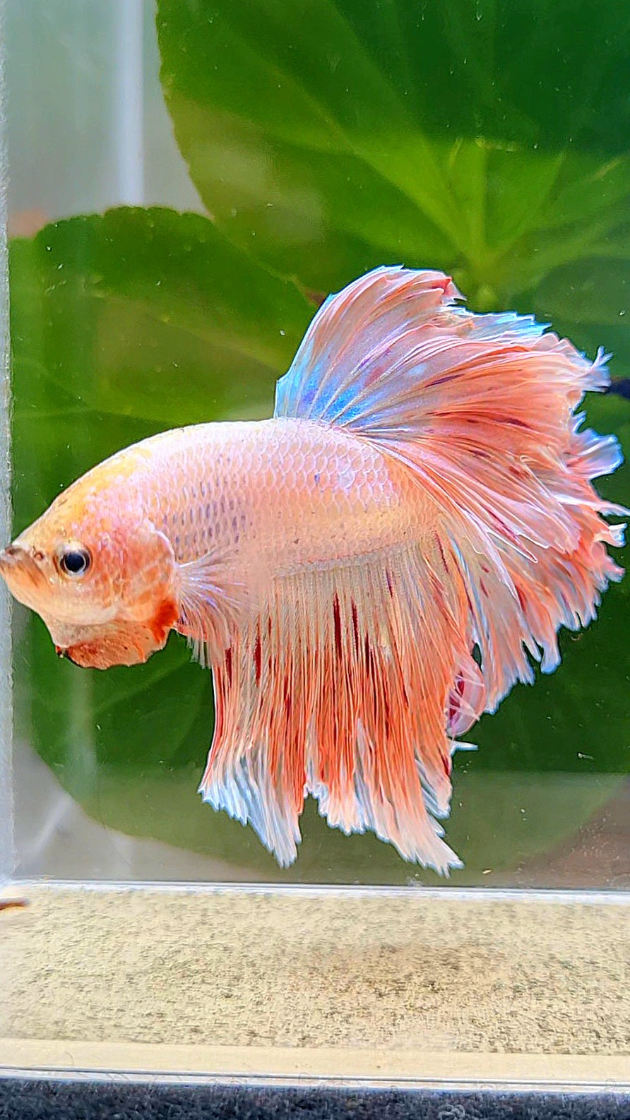 HALFMOON ROSETAIL PINK FANCY FLAMINGGO ARMAGEDDON BETTA FISH