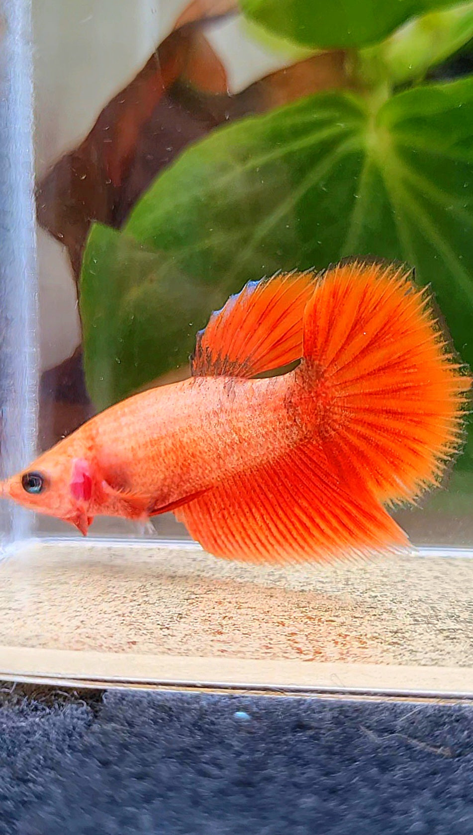 FEMALE HALFMOON RED BETTA FISH