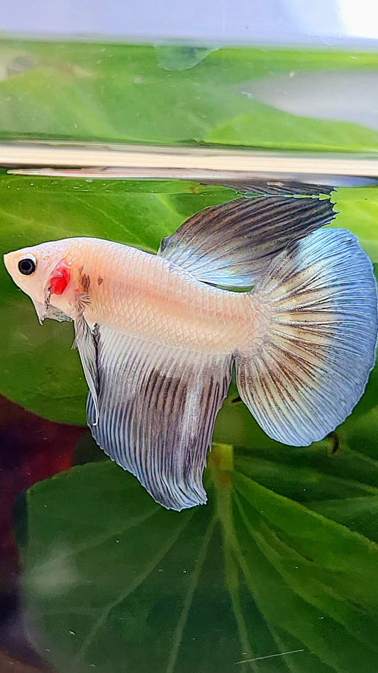HALFMOON COPEER RIM BETTA FISH