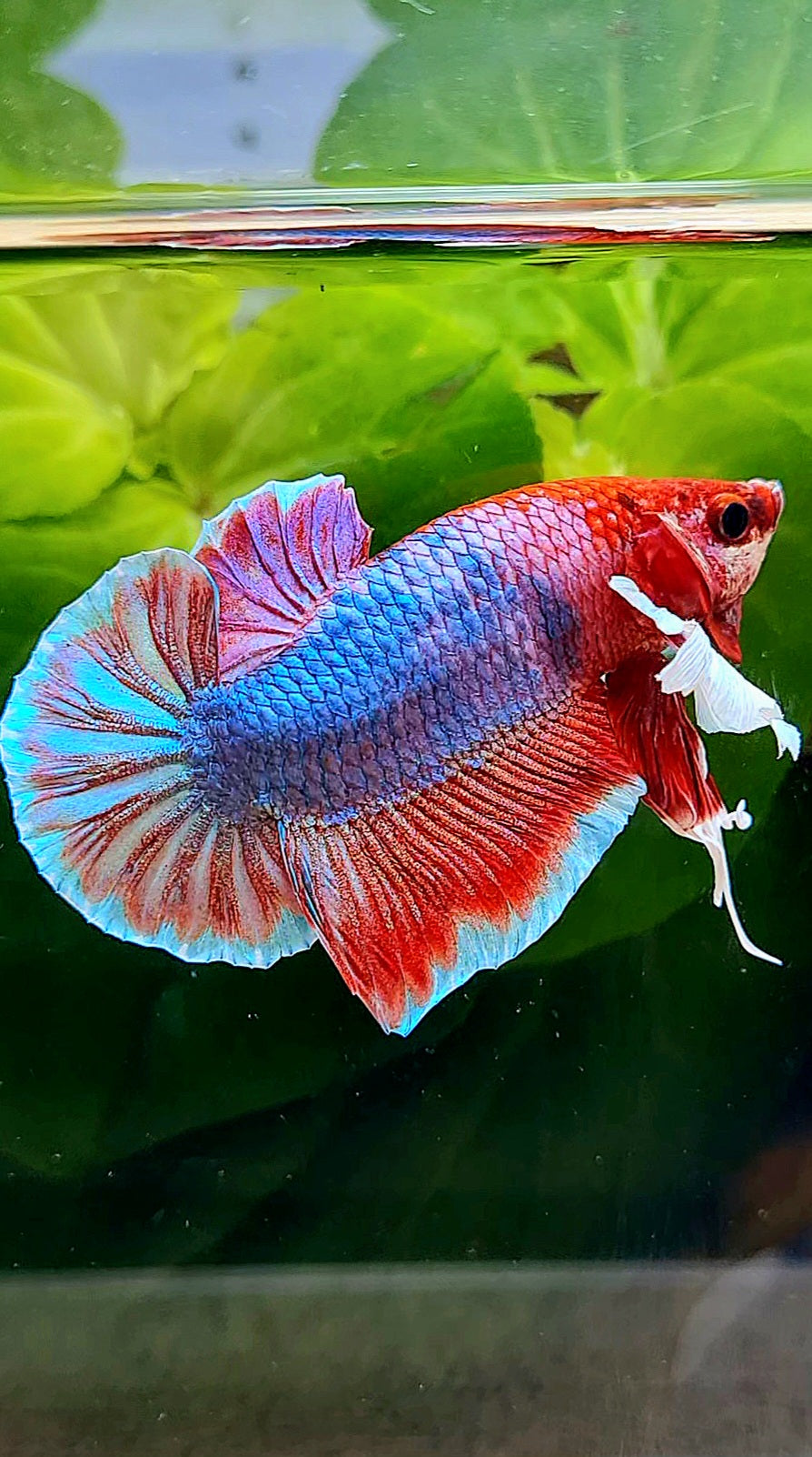 PLAKAT DUMBO EAR RED FANCY BETTA FISH