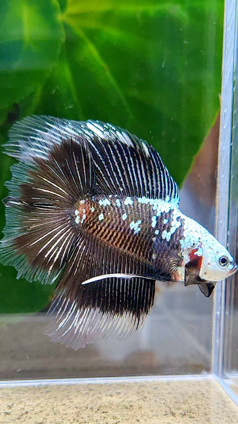 LUXURY HALFMOON DOUBLE TAIL BLACK MAMBA SNOW MASKING BETTA FISH