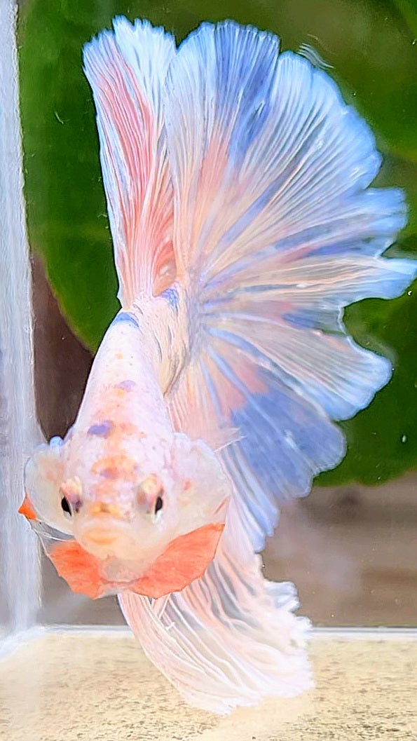 HALFMOON ROSETAIL PINK FANCY FLAMINGGO BLUE DOT BETTA FISH