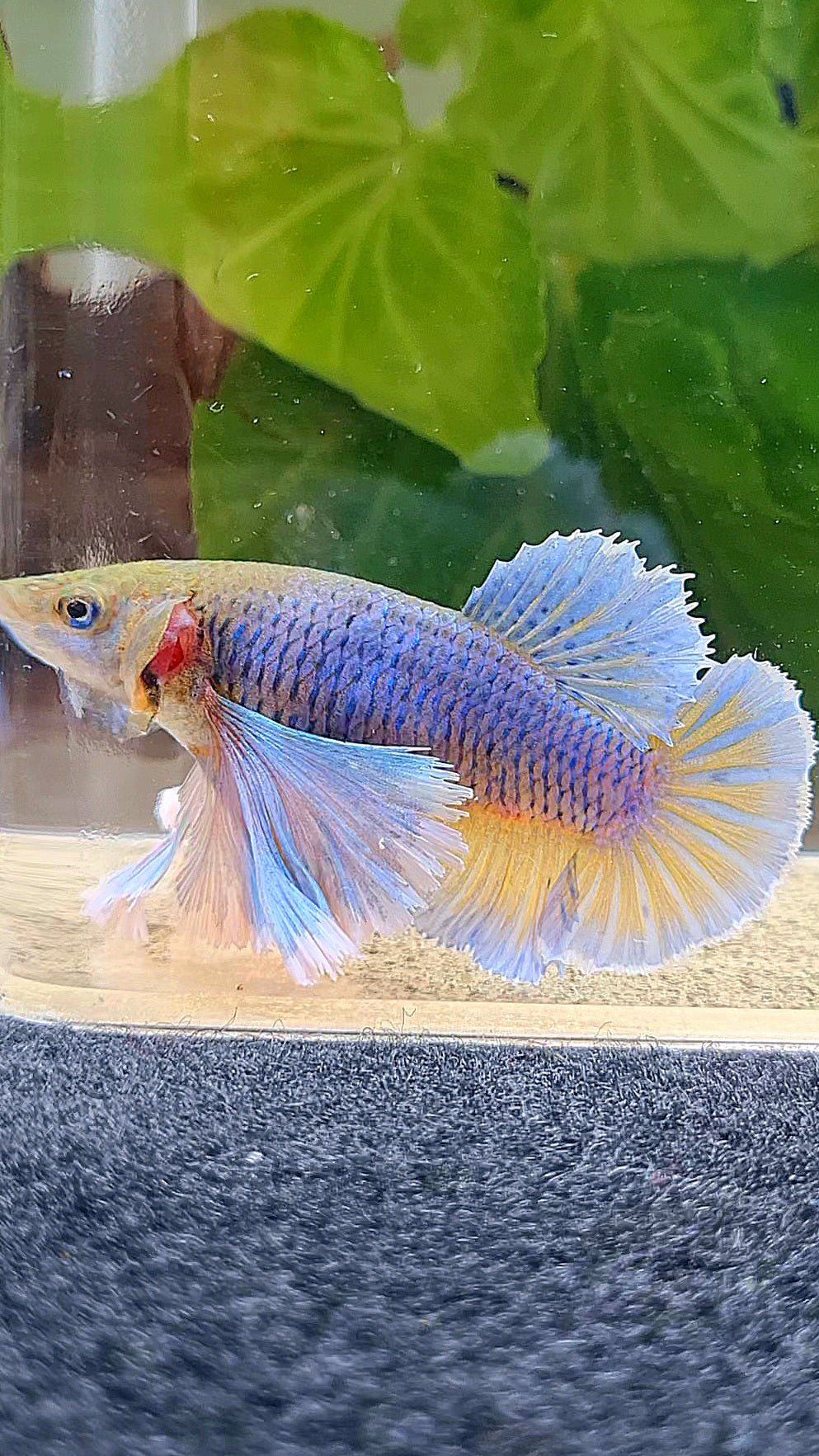FEMALE PLAKAT SUPER DUMBO EAR PURPLE YELLOW PINEAPPLE BETTA FISH