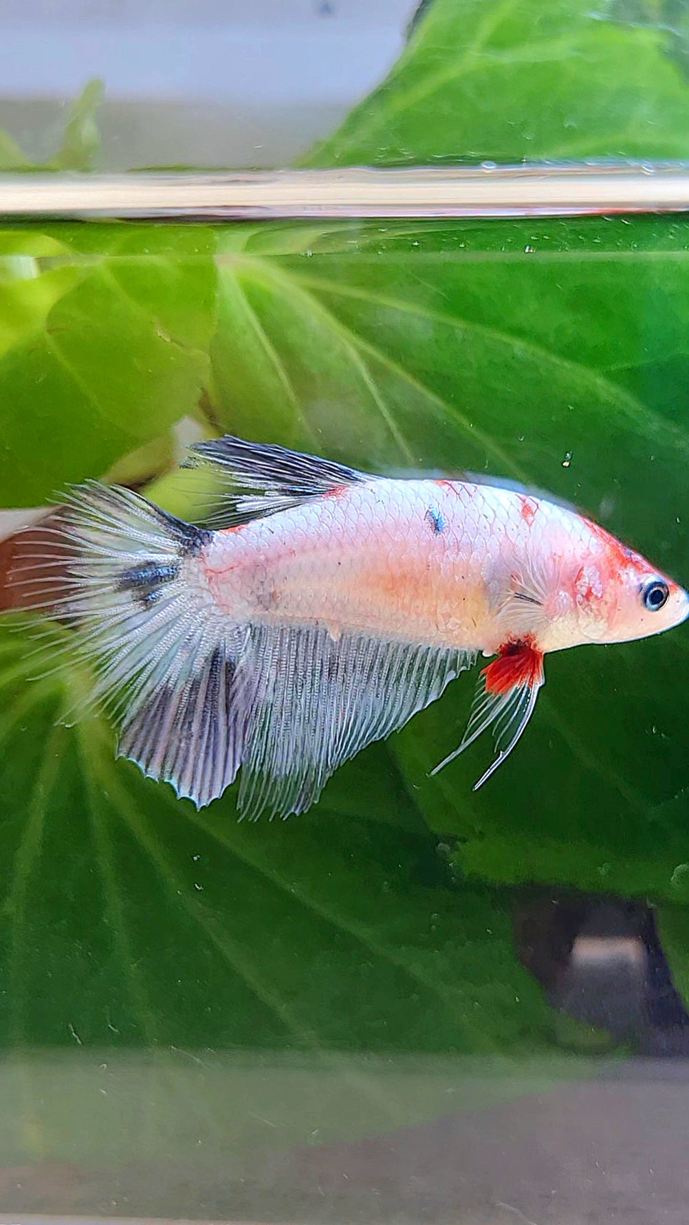 FEMALE HALFMOON WHITE COPPER KOI BETTA FISH