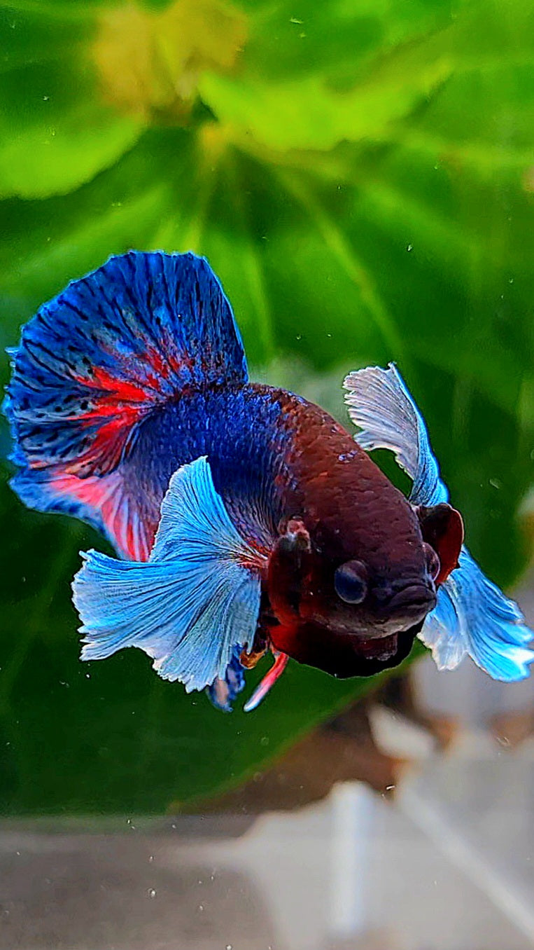 PLAKAT DOUBLE TAIL DUMBO EAR BLUE TURQUOISE BETTA FISH