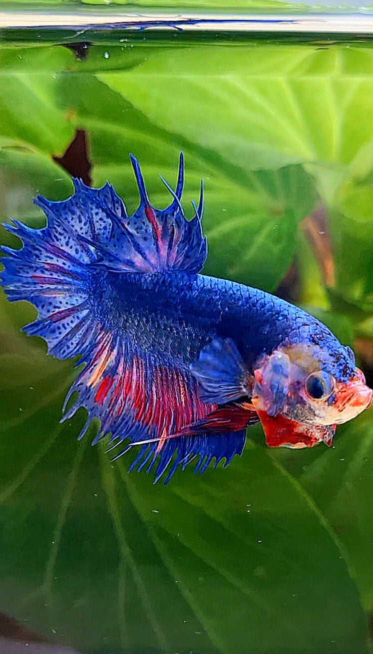 CROWNTAIL PLAKAT BLUE PINK FANCY BETTA FISH