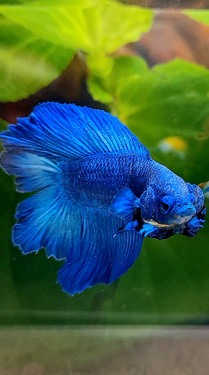 HALFMOON DOUBLE TAIL BLUE BETTA FISH