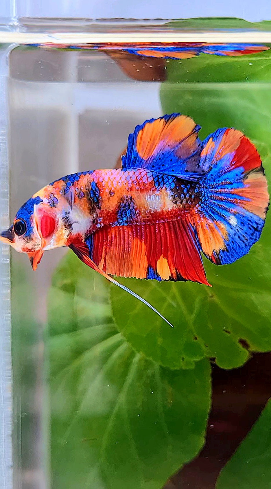 PLAKAT METALLIC MULTICOLOR ORANGE BASE BETTA FISH