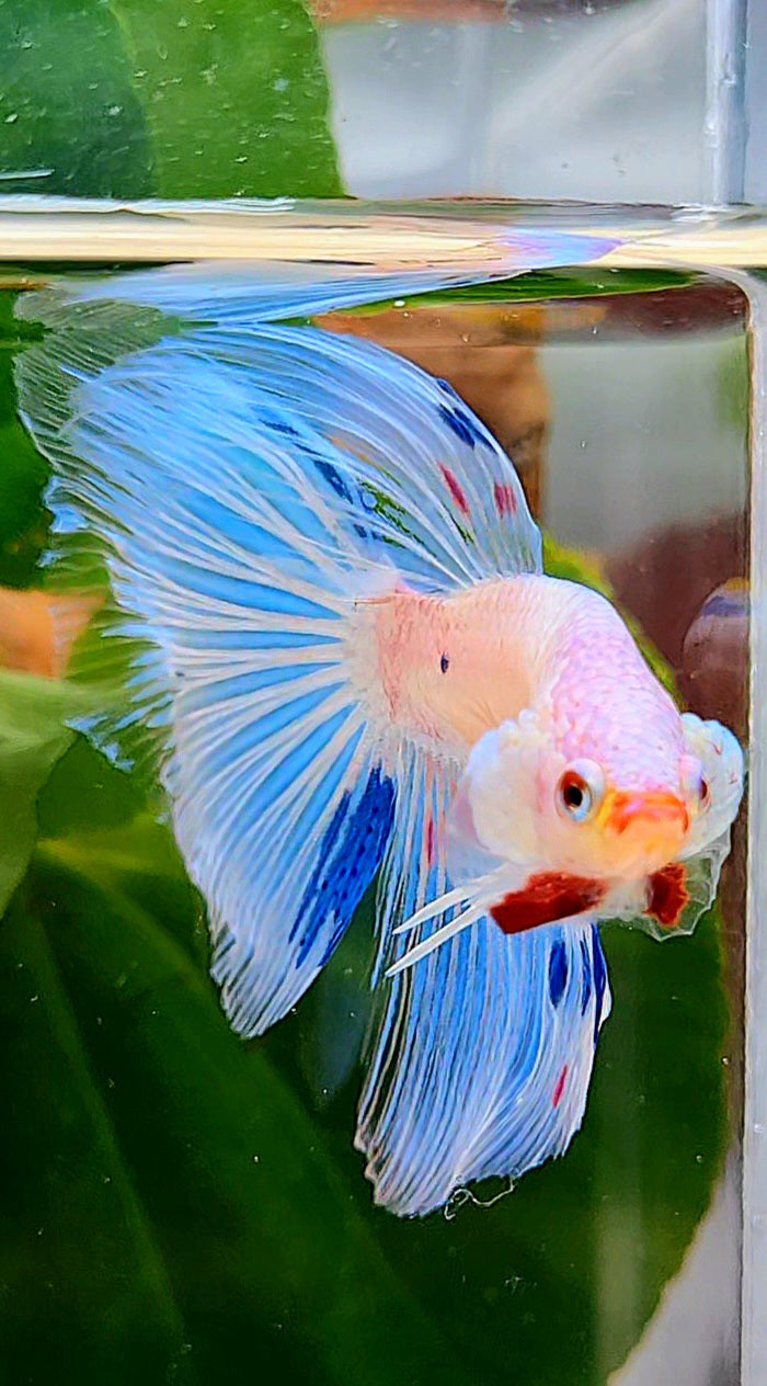 HALFMOON ROSETAIL WHITE BLUE FANCY FLAMINGGO BETTA FISH
