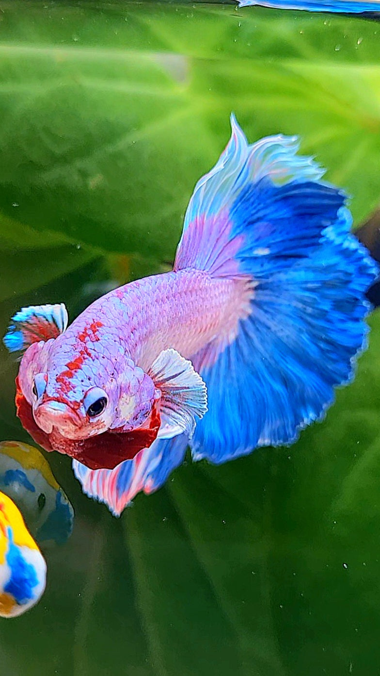 HALFMOON ROSETAIL PINK PURPLE BLUE RIM FLAMINGGO BETTA FISH