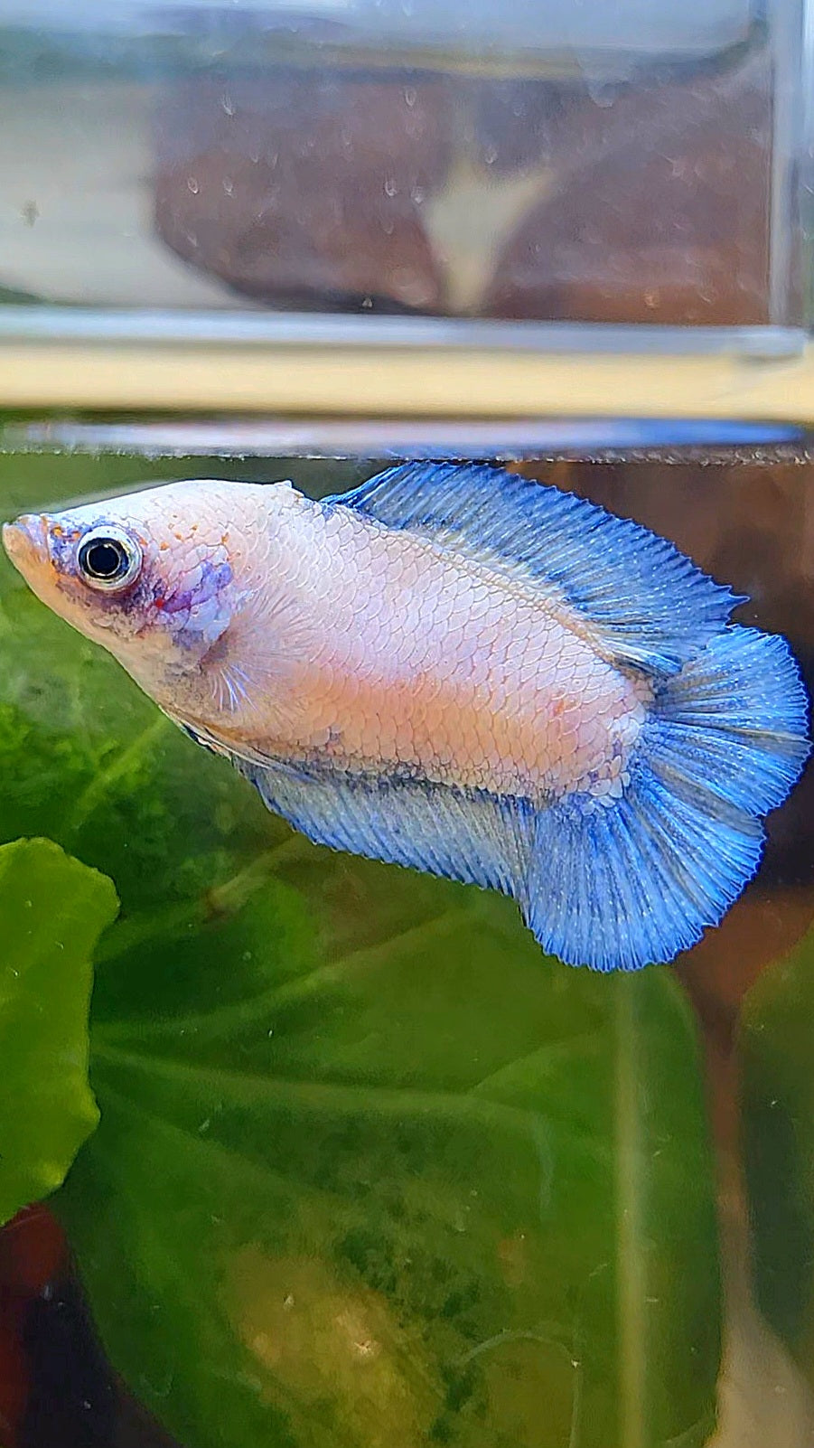 FEMALE PLAKAT DOUBLE TAIL BLUE RIM BETTA FISH