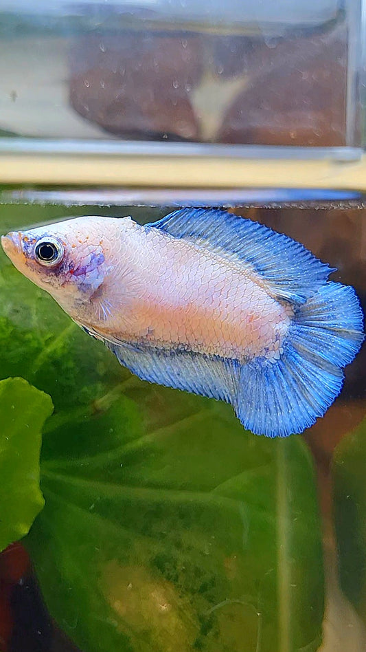 FEMALE PLAKAT DOUBLE TAIL BLUE RIM BETTA FISH