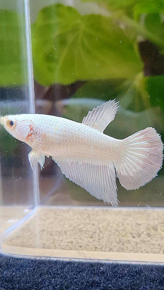 FEMALE HALFMOON COPPER RIM BETTA FISH